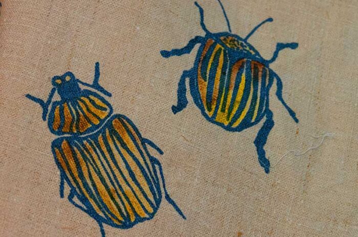 Canovaccio-coleotteri-D3